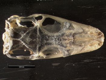 Media type: image;   Herpetology R-131690